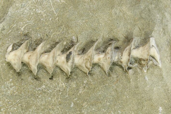 Archimedes Screw Bryozoan Fossil - Illinois #325656